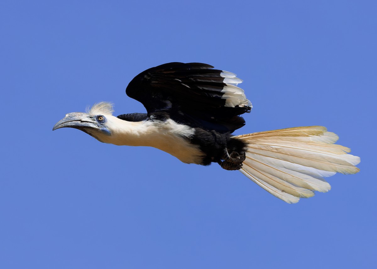 シロクロサイチョウ - ML642108738
