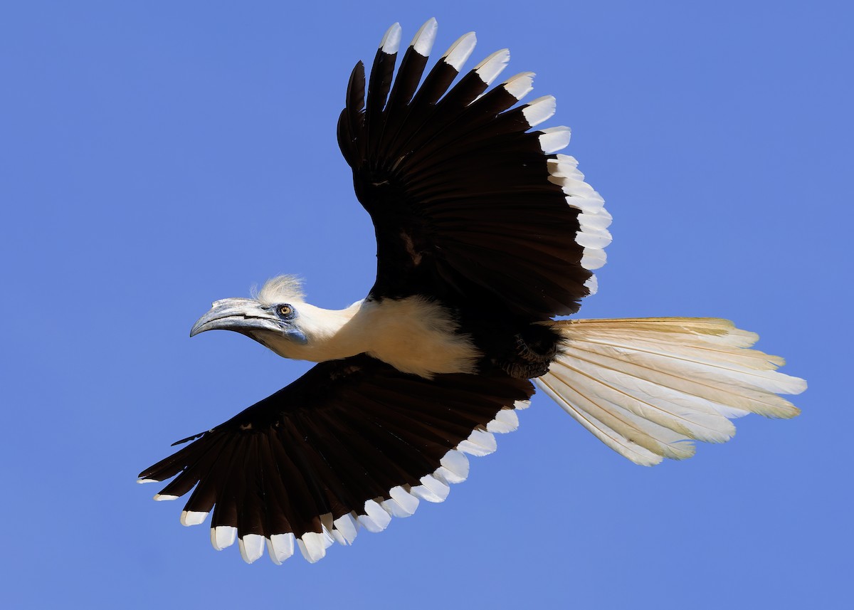シロクロサイチョウ - ML642108739