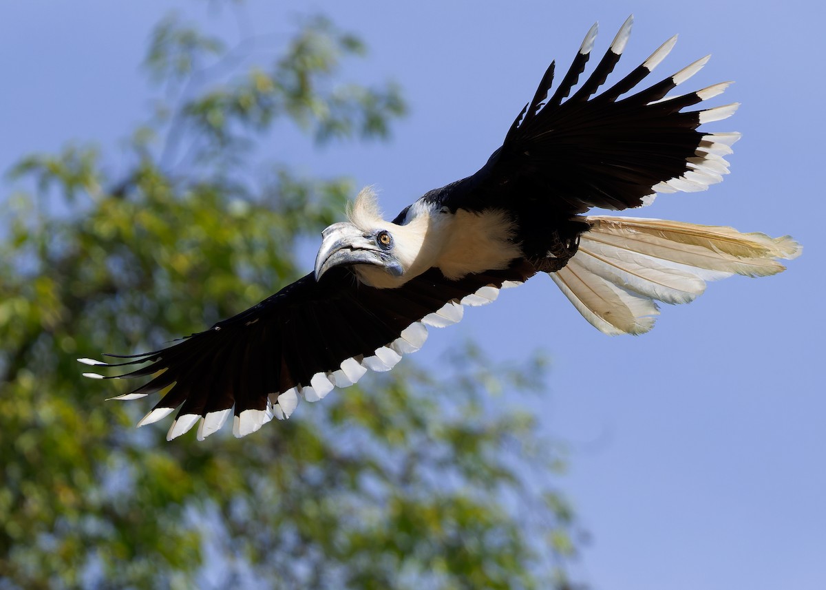 シロクロサイチョウ - ML642108740