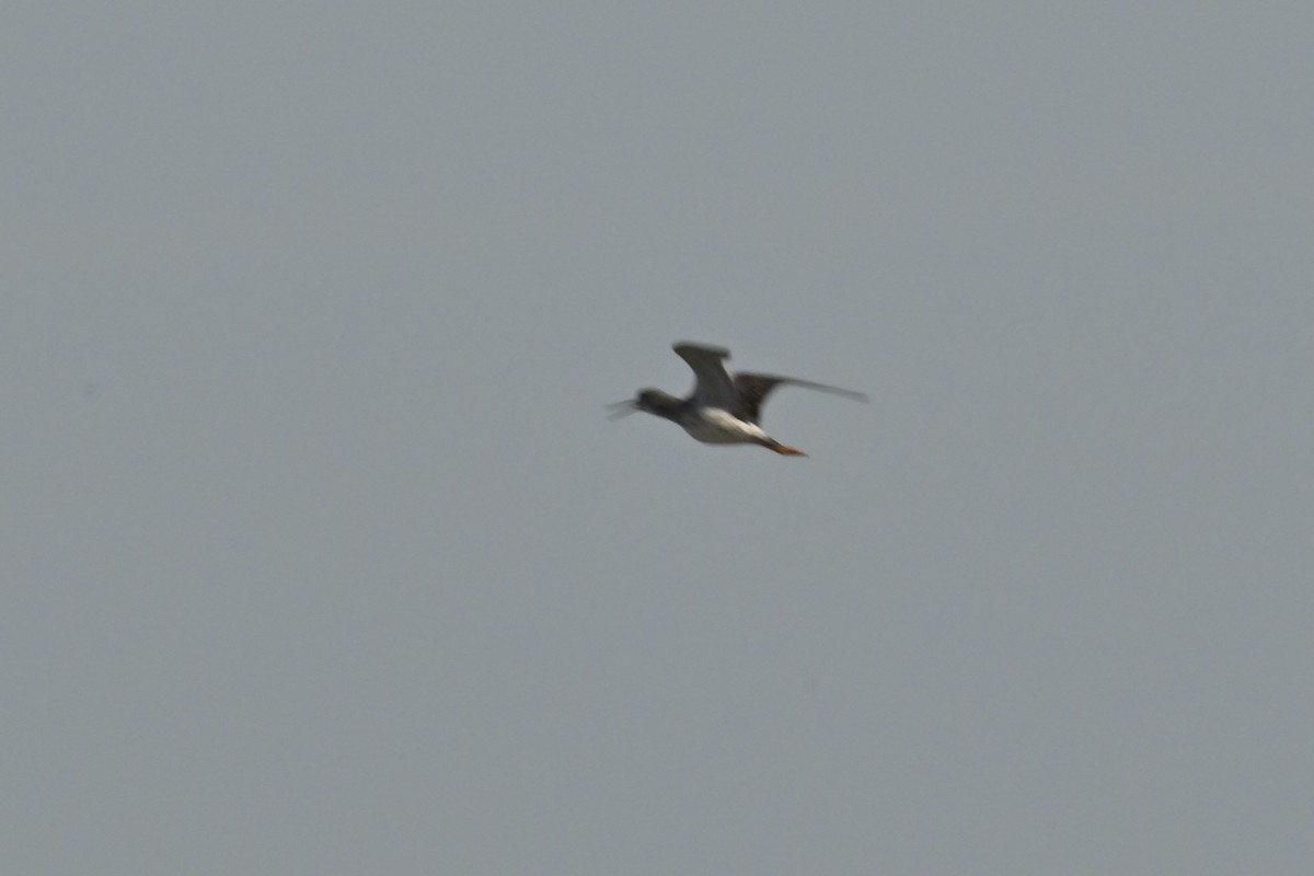 Greater Yellowlegs - ML642108751