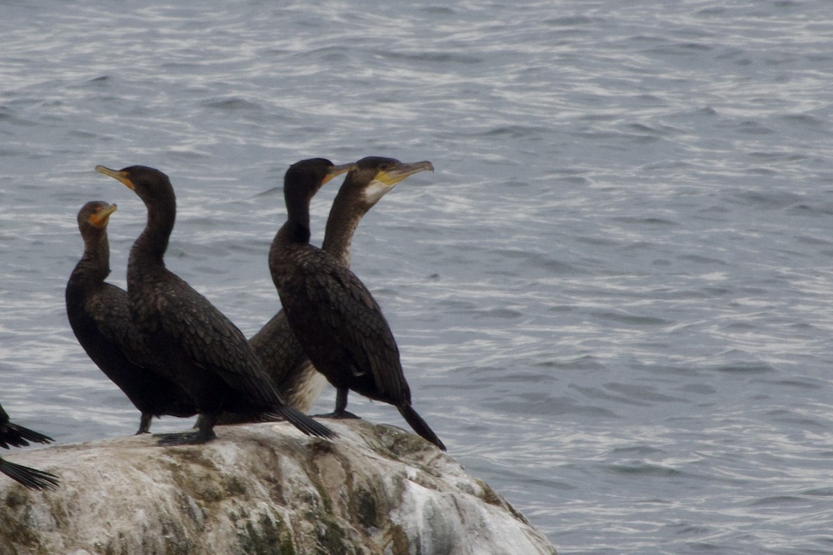 Great Cormorant - ML642108775