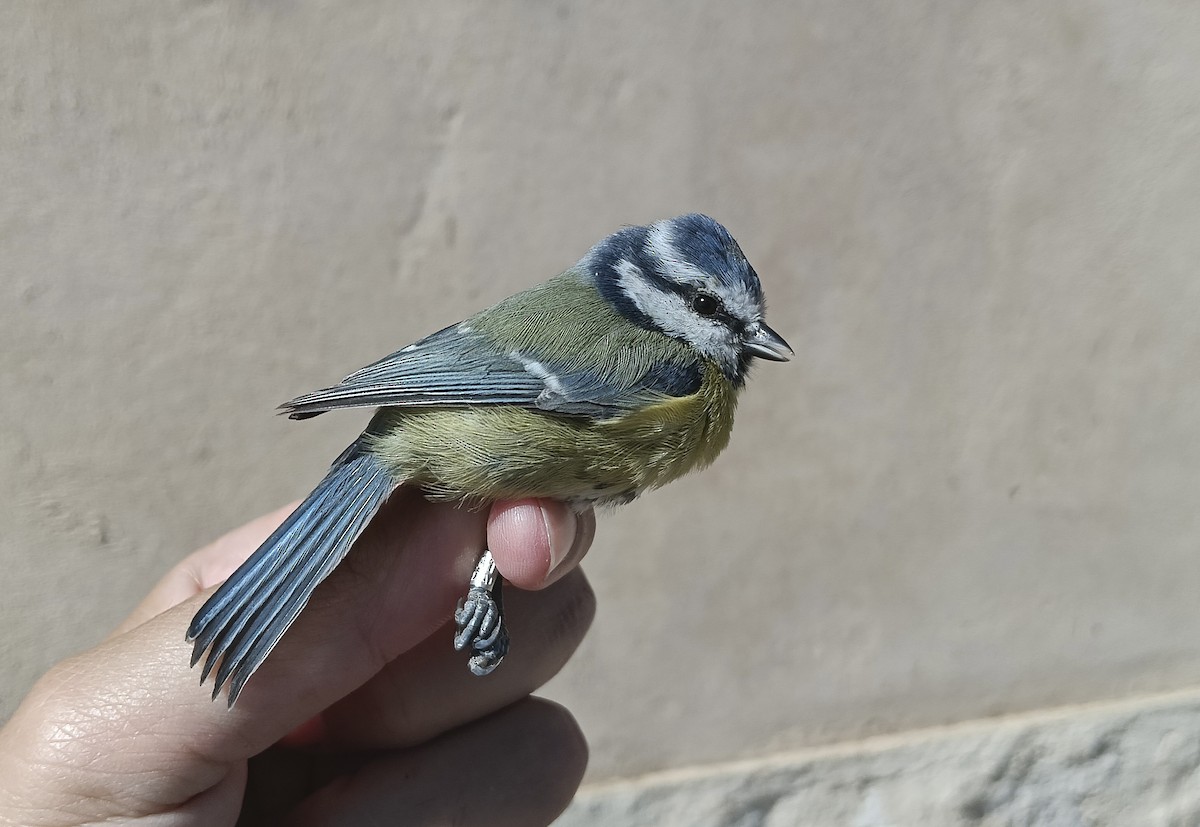 Eurasian Blue Tit - ML642108791