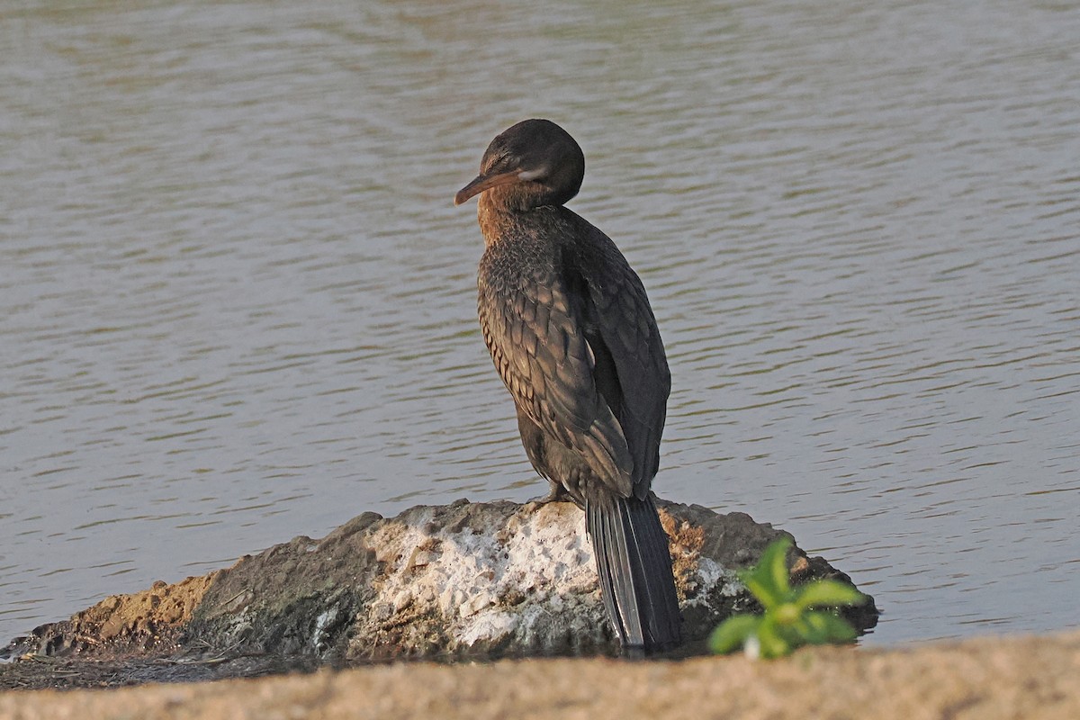 Reed Cormorant - ML642108801