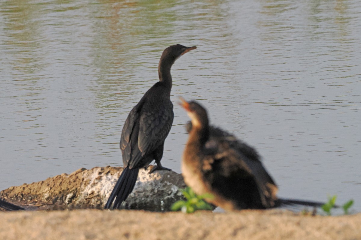 Reed Cormorant - ML642108802