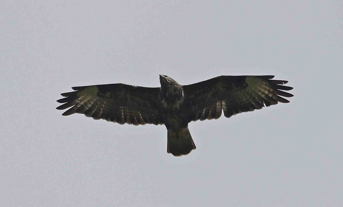 歐亞鵟(buteo) - ML642108807