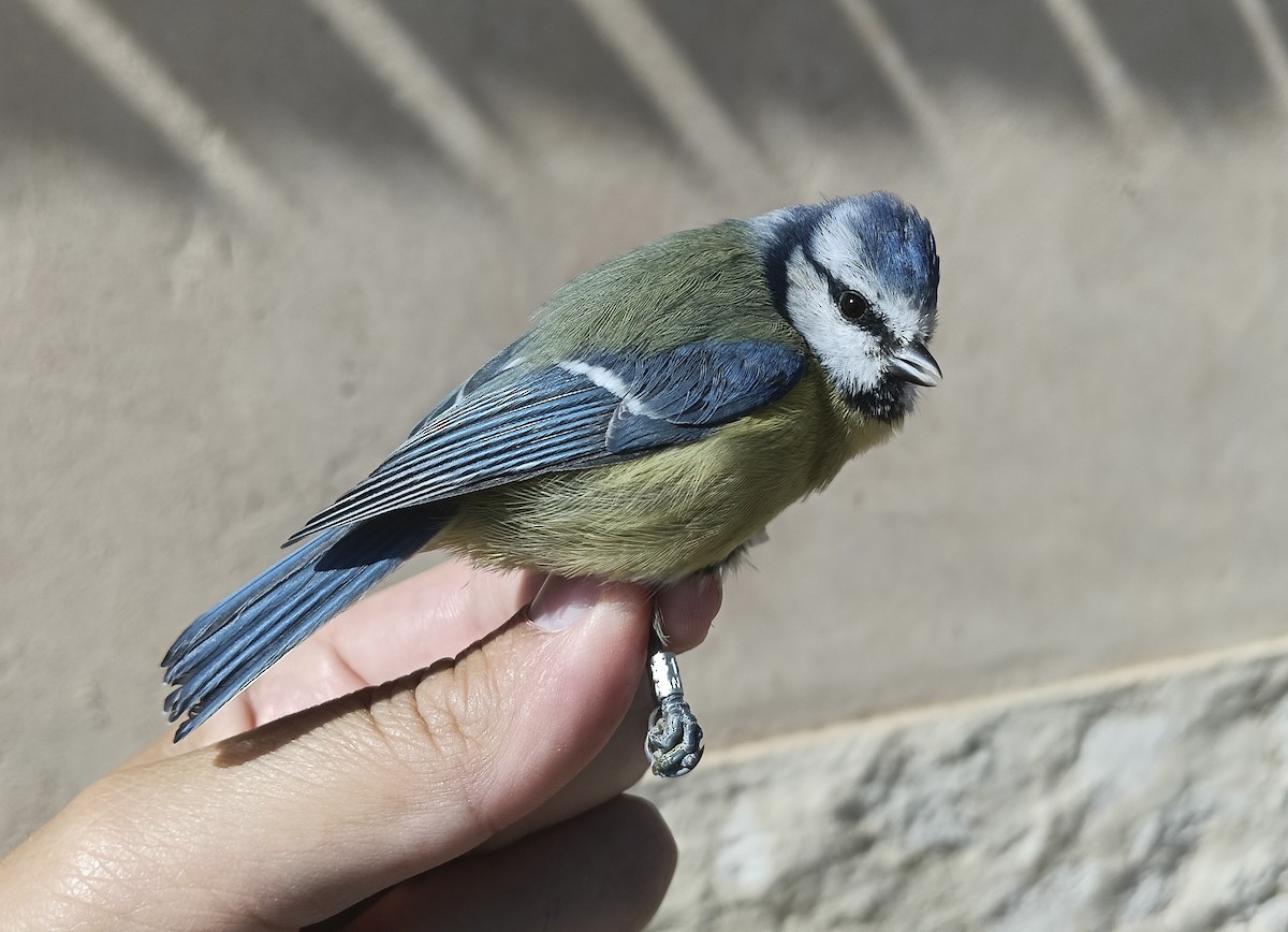 Eurasian Blue Tit - ML642108808