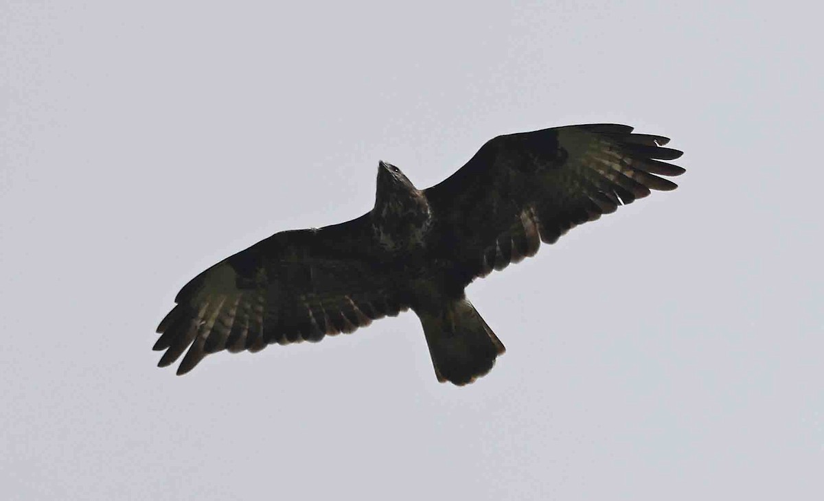 歐亞鵟(buteo) - ML642108838