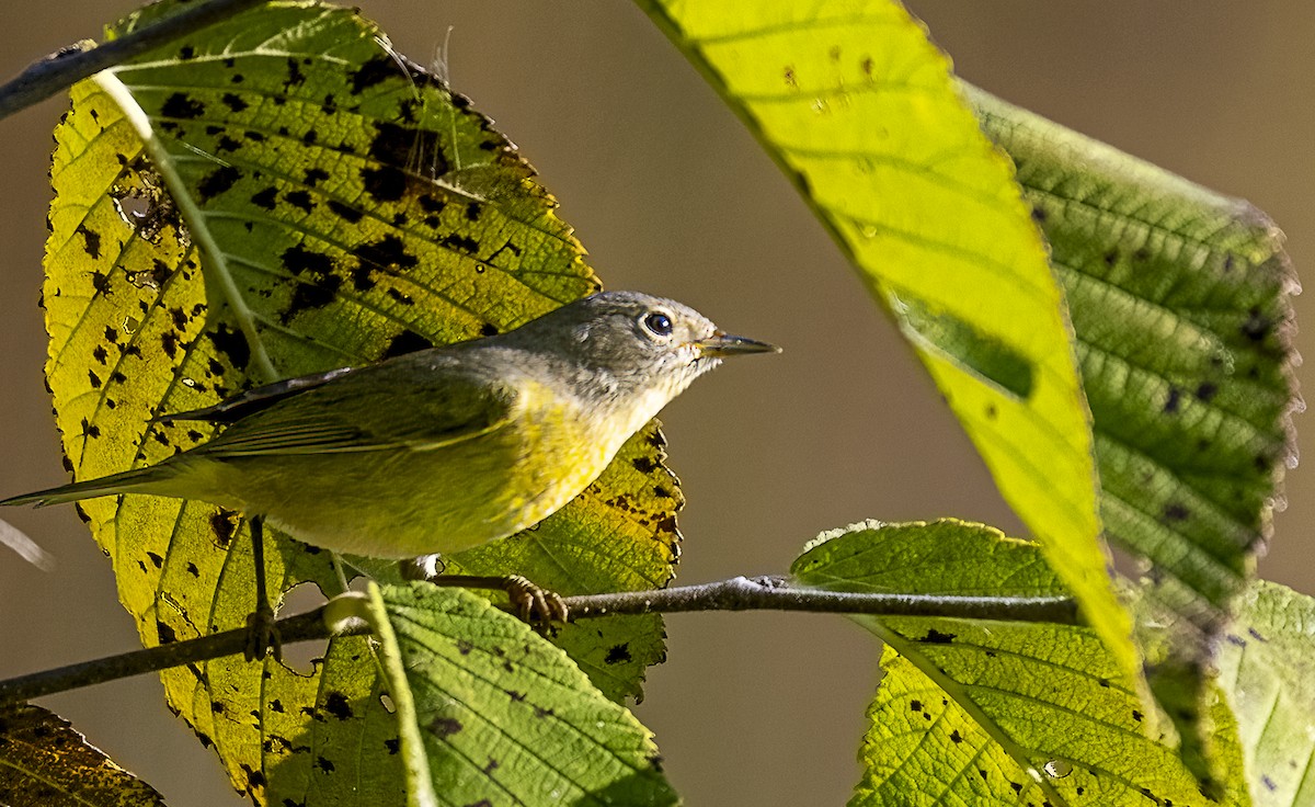 Nashville Warbler - ML642108858