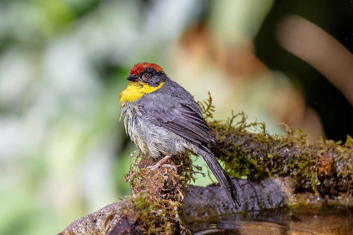 Yellow-breasted Brushfinch - ML642108870