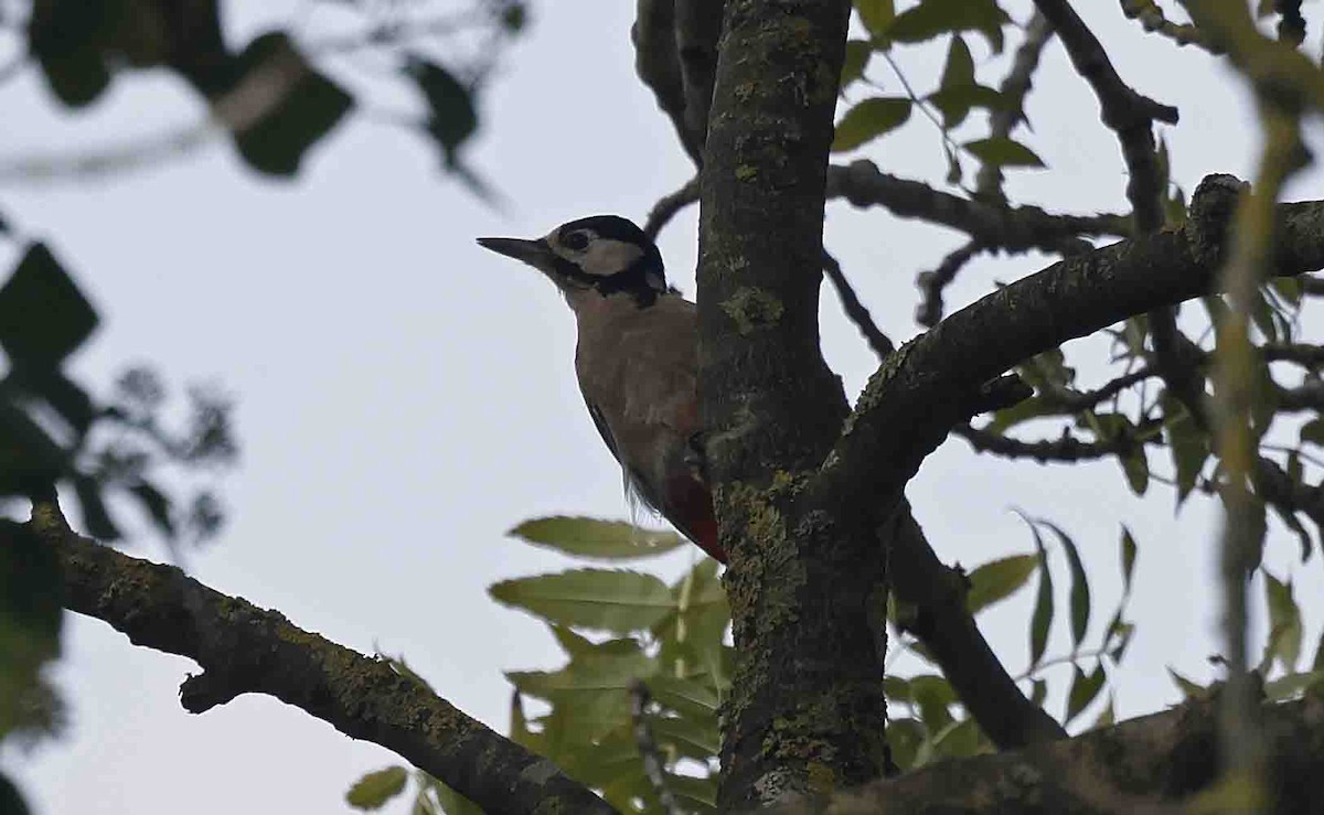 Great Spotted Woodpecker (Great Spotted) - ML642108880