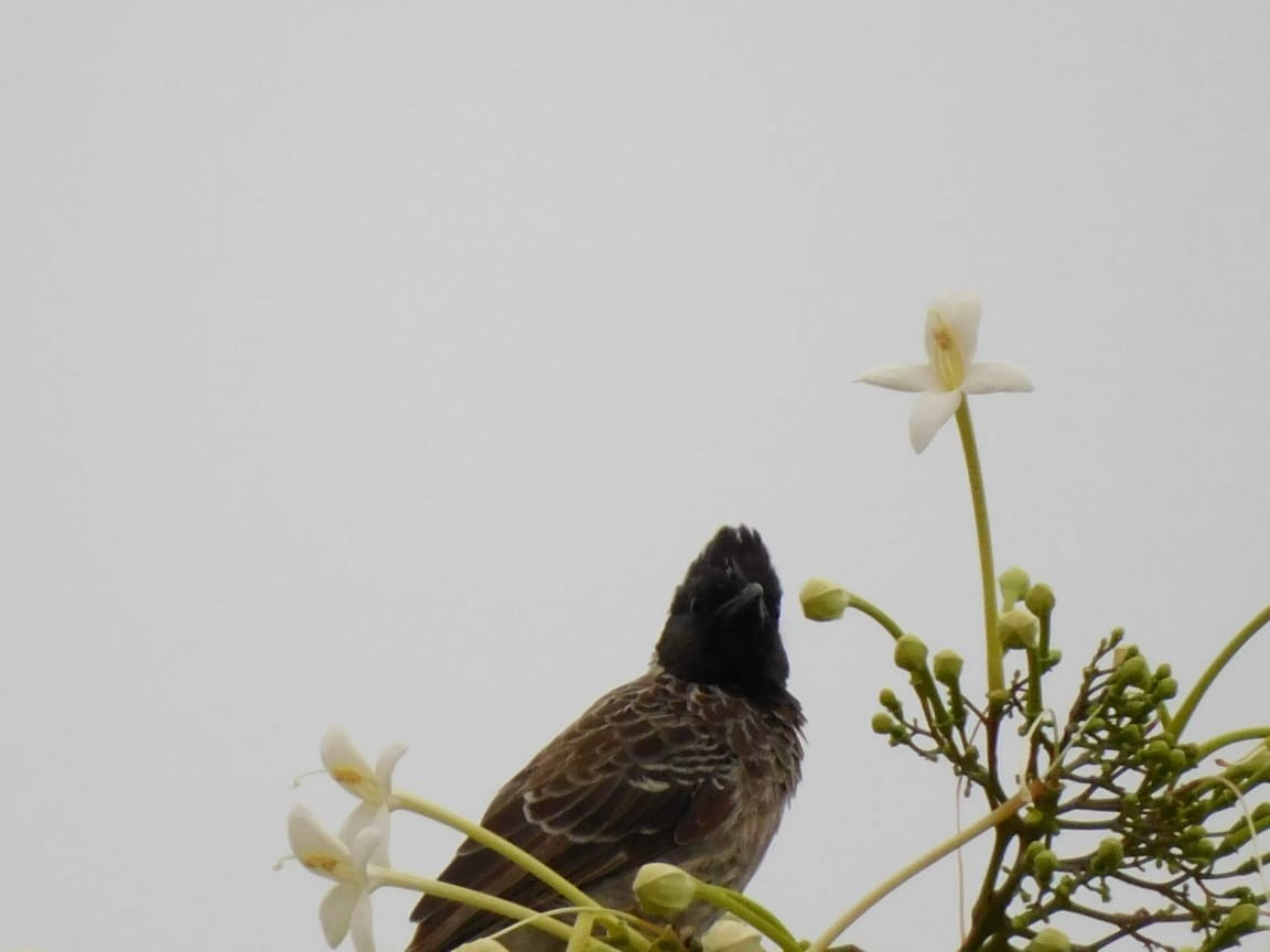 bulbul šupinkový - ML642108885