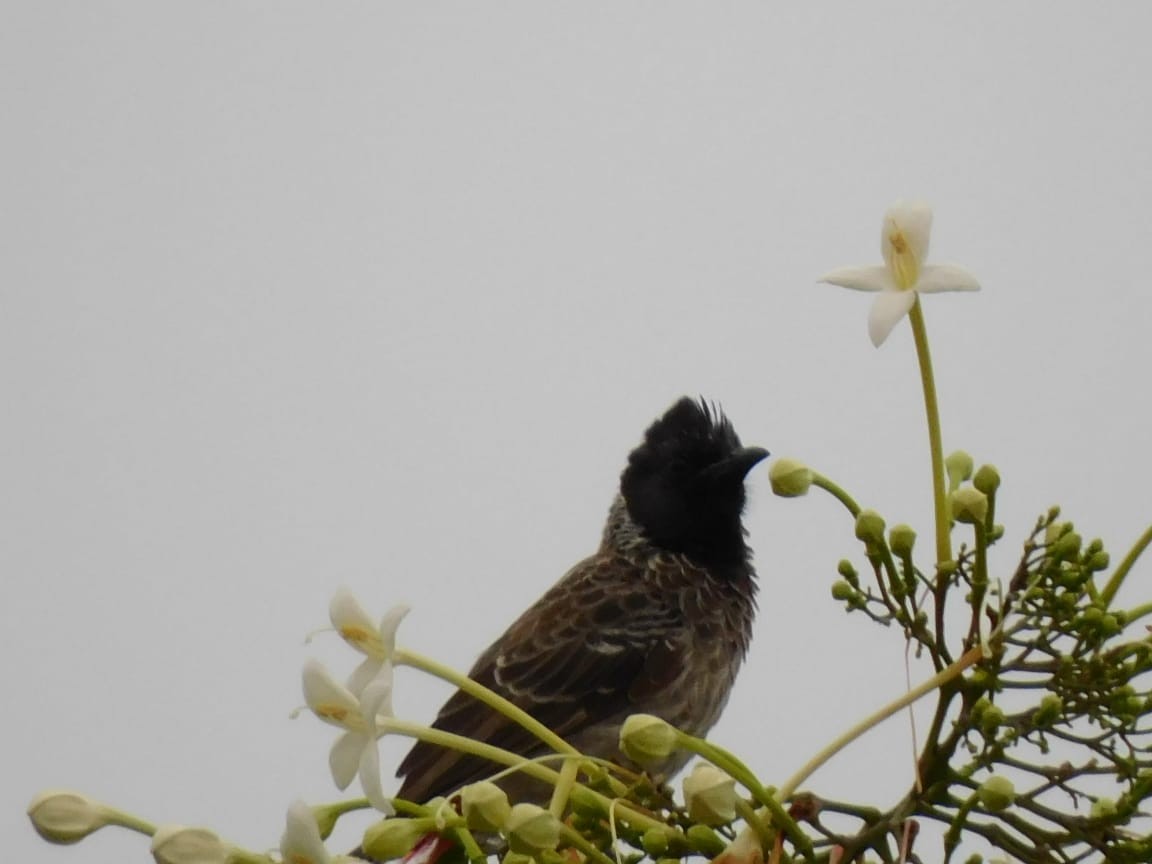bulbul šupinkový - ML642108887