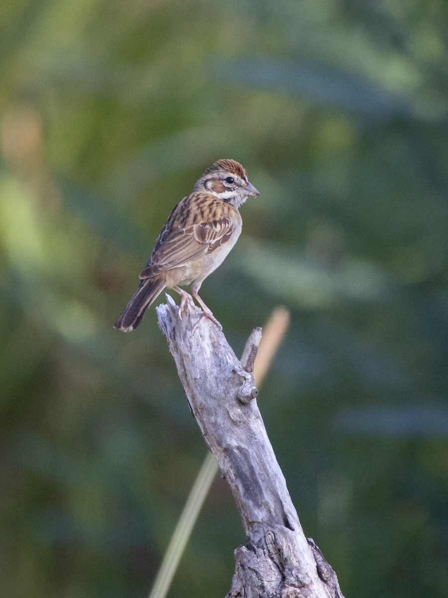Lark Sparrow - ML642108893