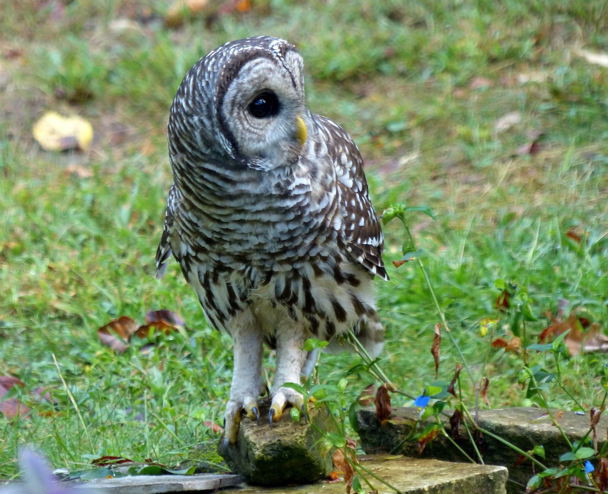 Barred Owl - ML642108894