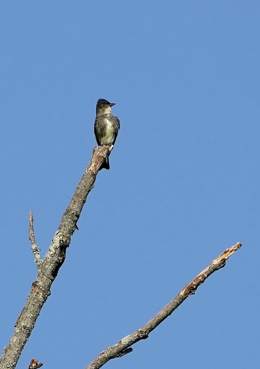 Olive-sided Flycatcher - ML642108898