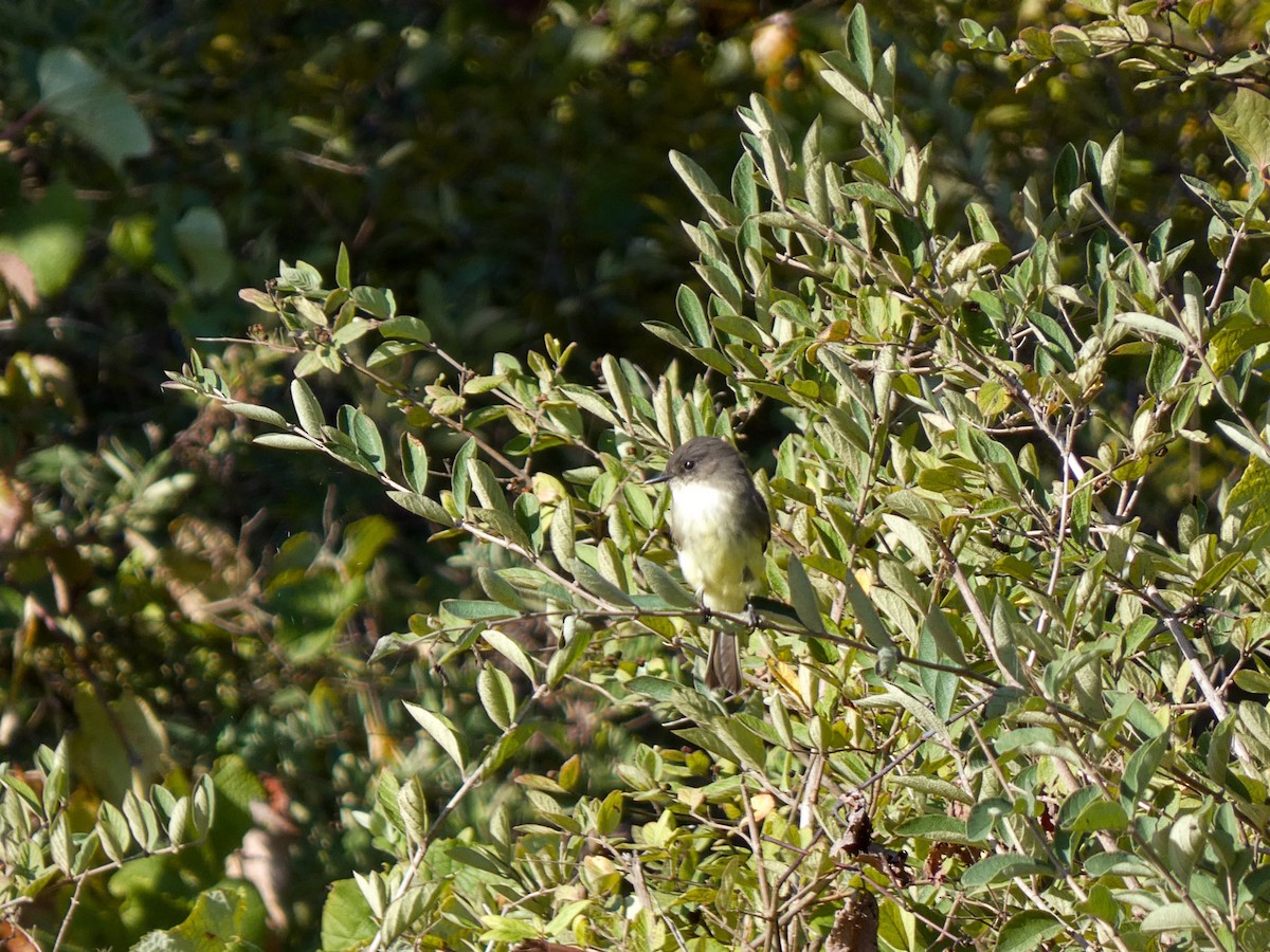 Eastern Phoebe - ML642108925