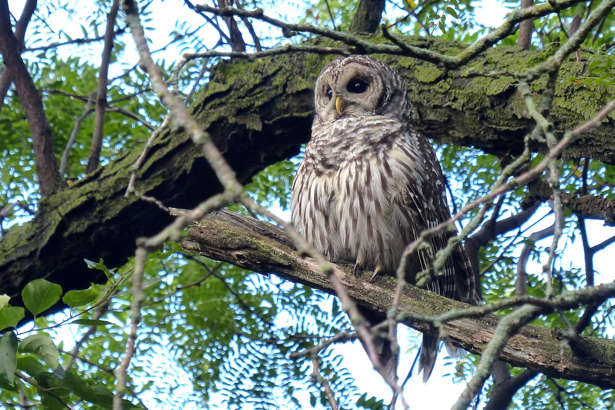 Barred Owl - ML642108960