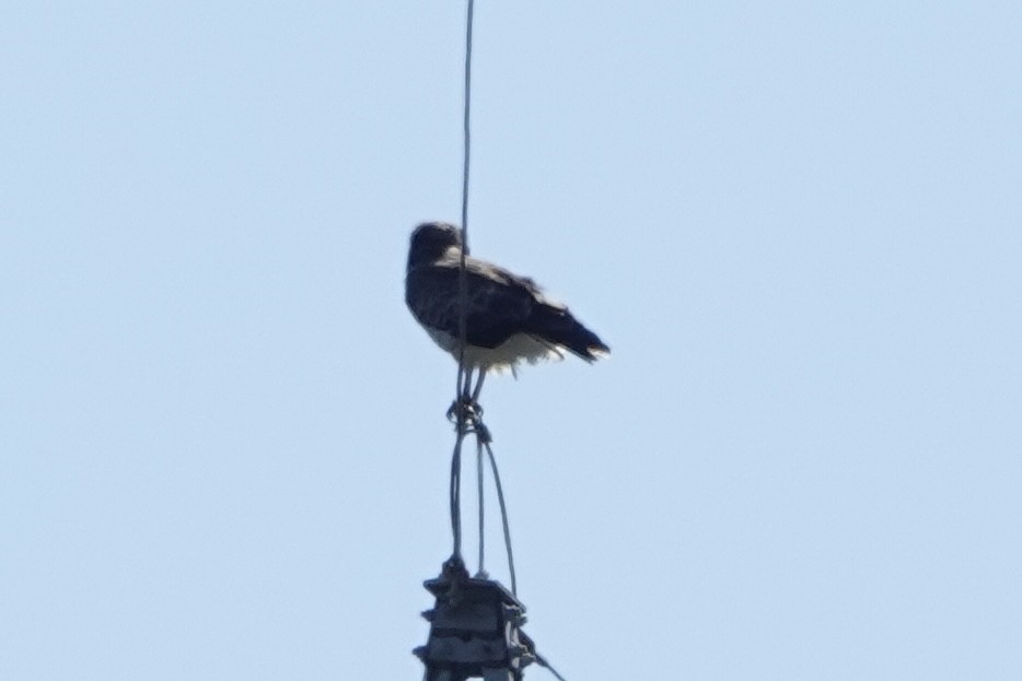 Short-toed Snake-Eagle - ML642108965