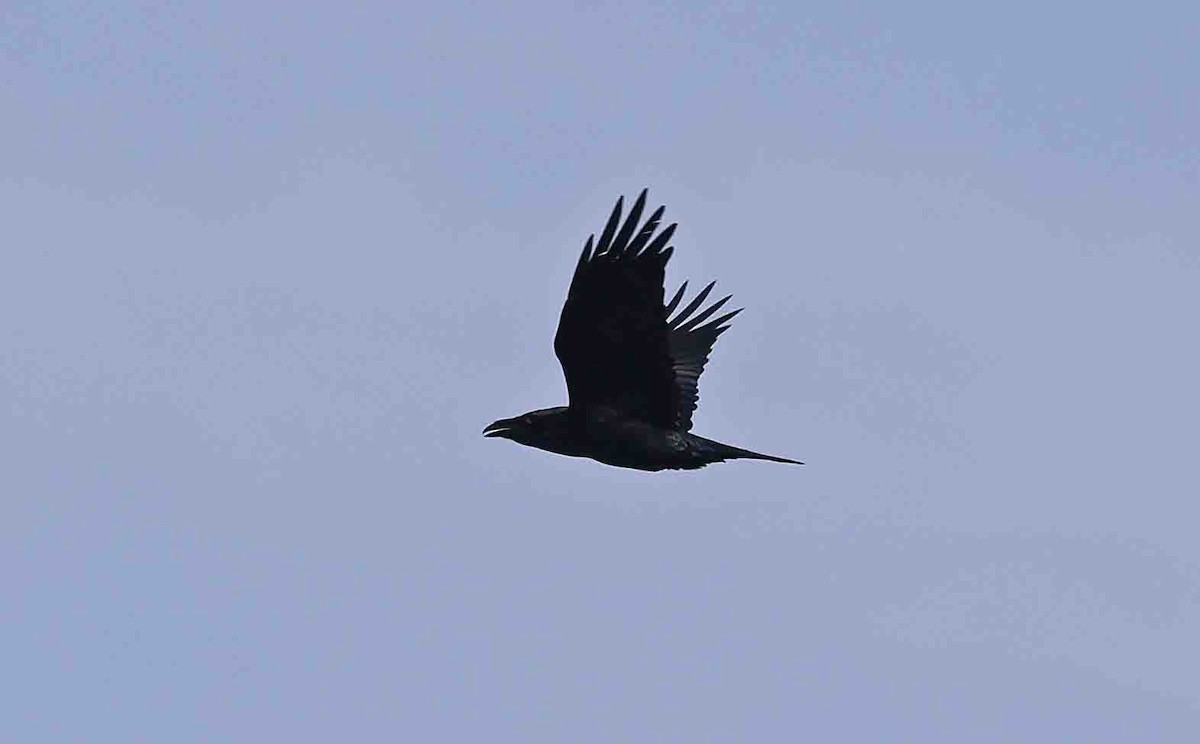 Common Raven - ML642108993