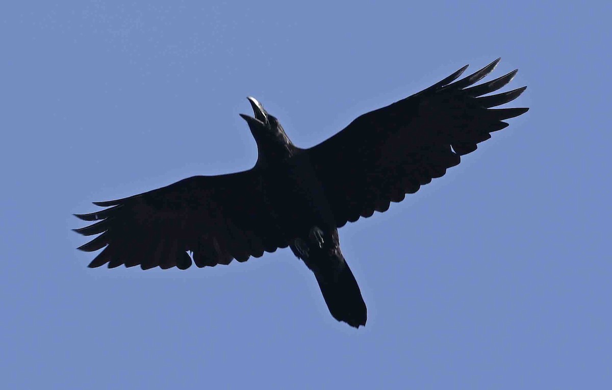 Common Raven - ML642109000