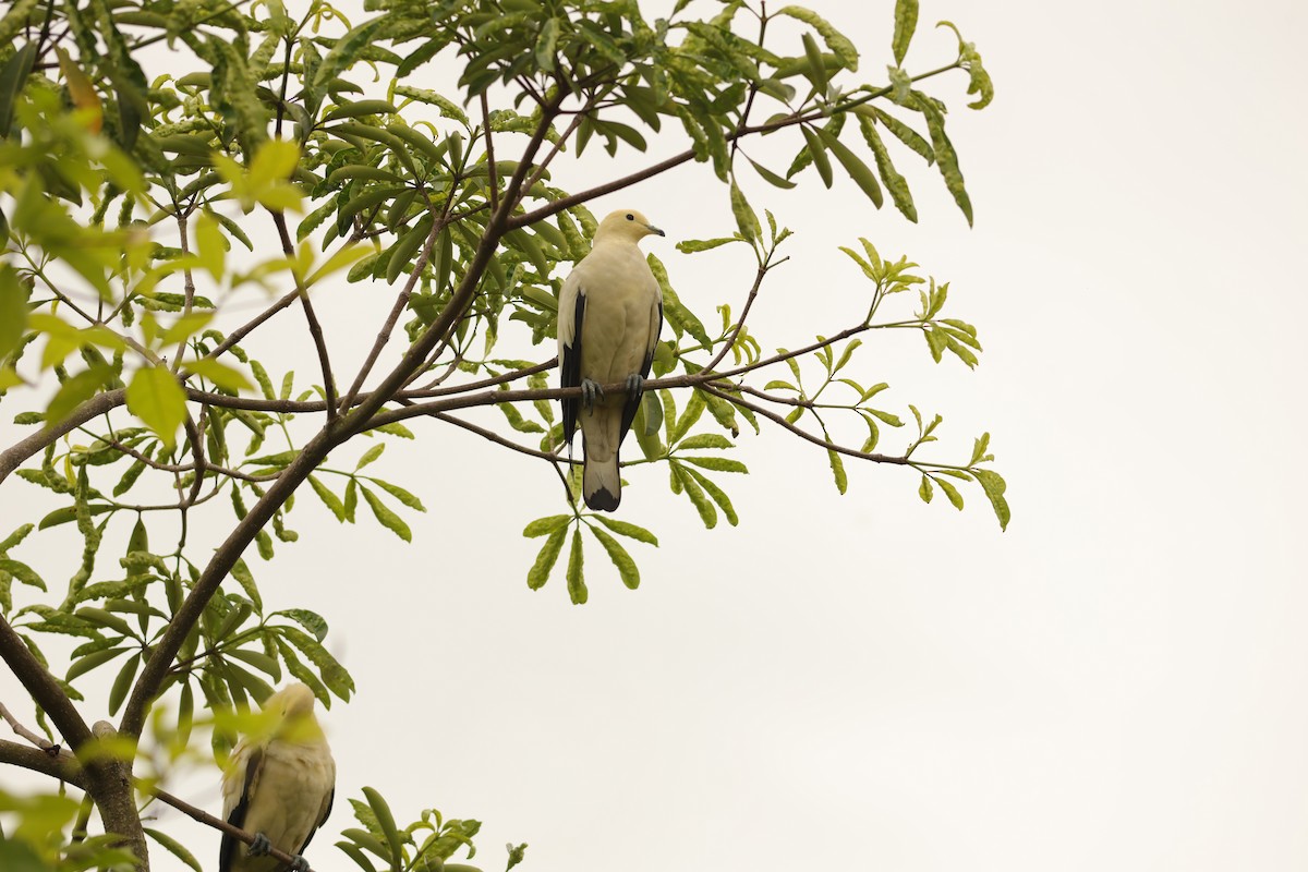 Pied Imperial-Pigeon - ML642109012