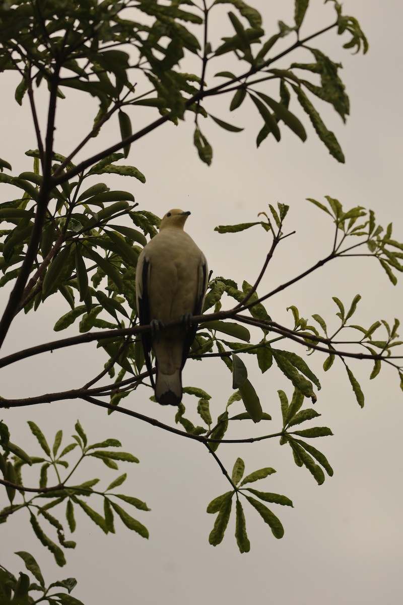 Pied Imperial-Pigeon - ML642109017