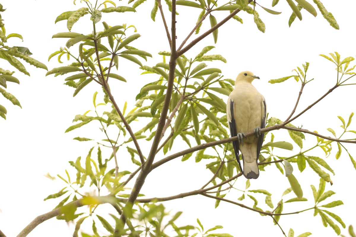 Pied Imperial-Pigeon - ML642109018