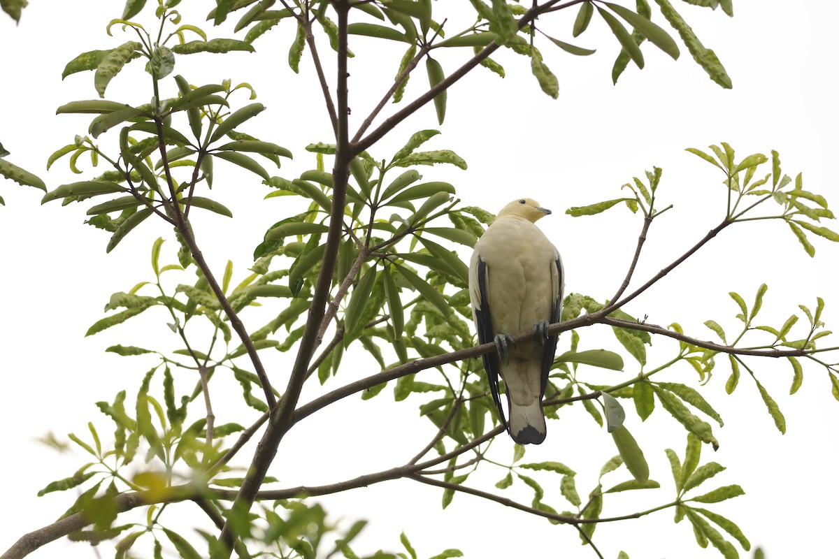 Pied Imperial-Pigeon - ML642109019