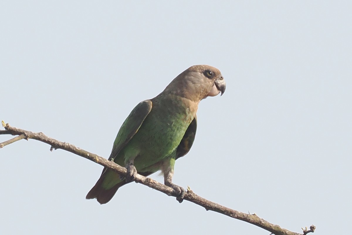 Brown-headed Parrot - ML642109050