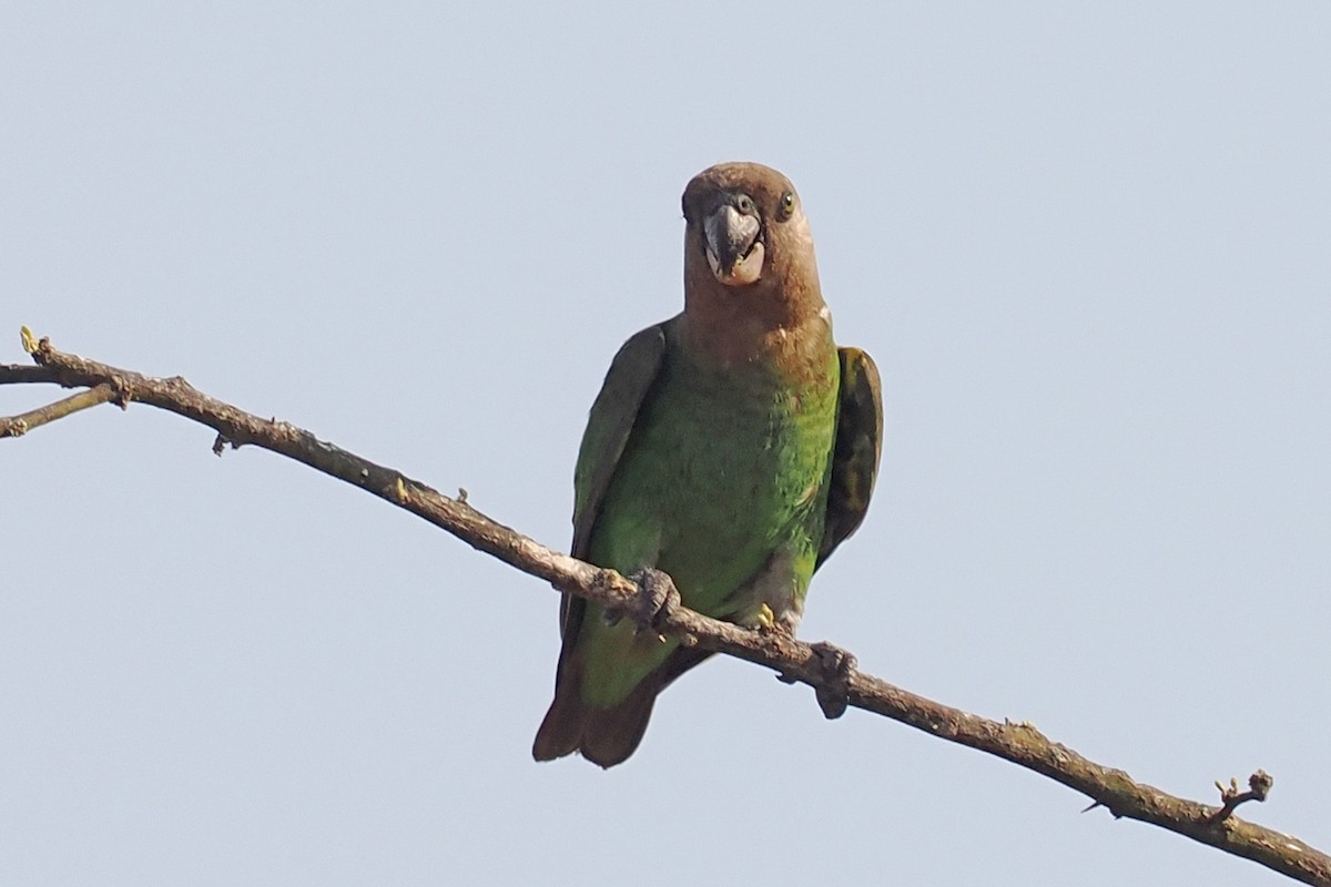 Brown-headed Parrot - ML642109051