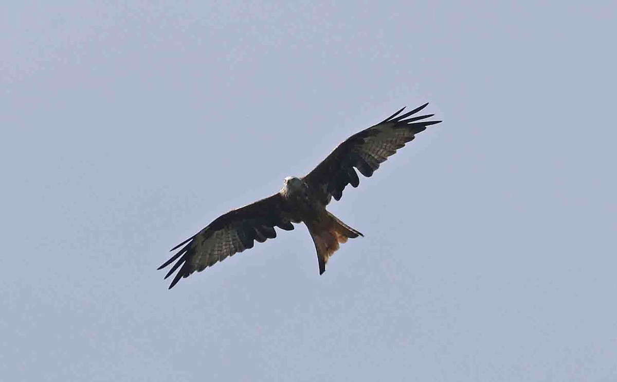 Red Kite - ML642109054