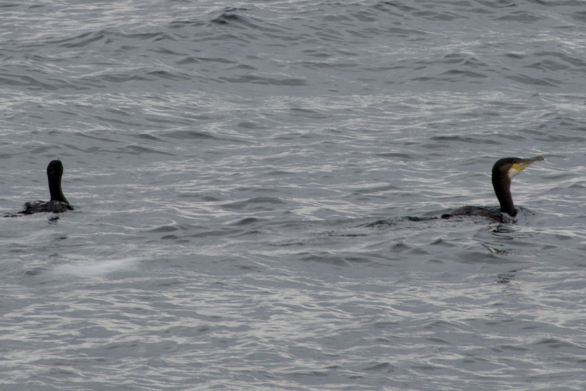 Great Cormorant - ML642109055