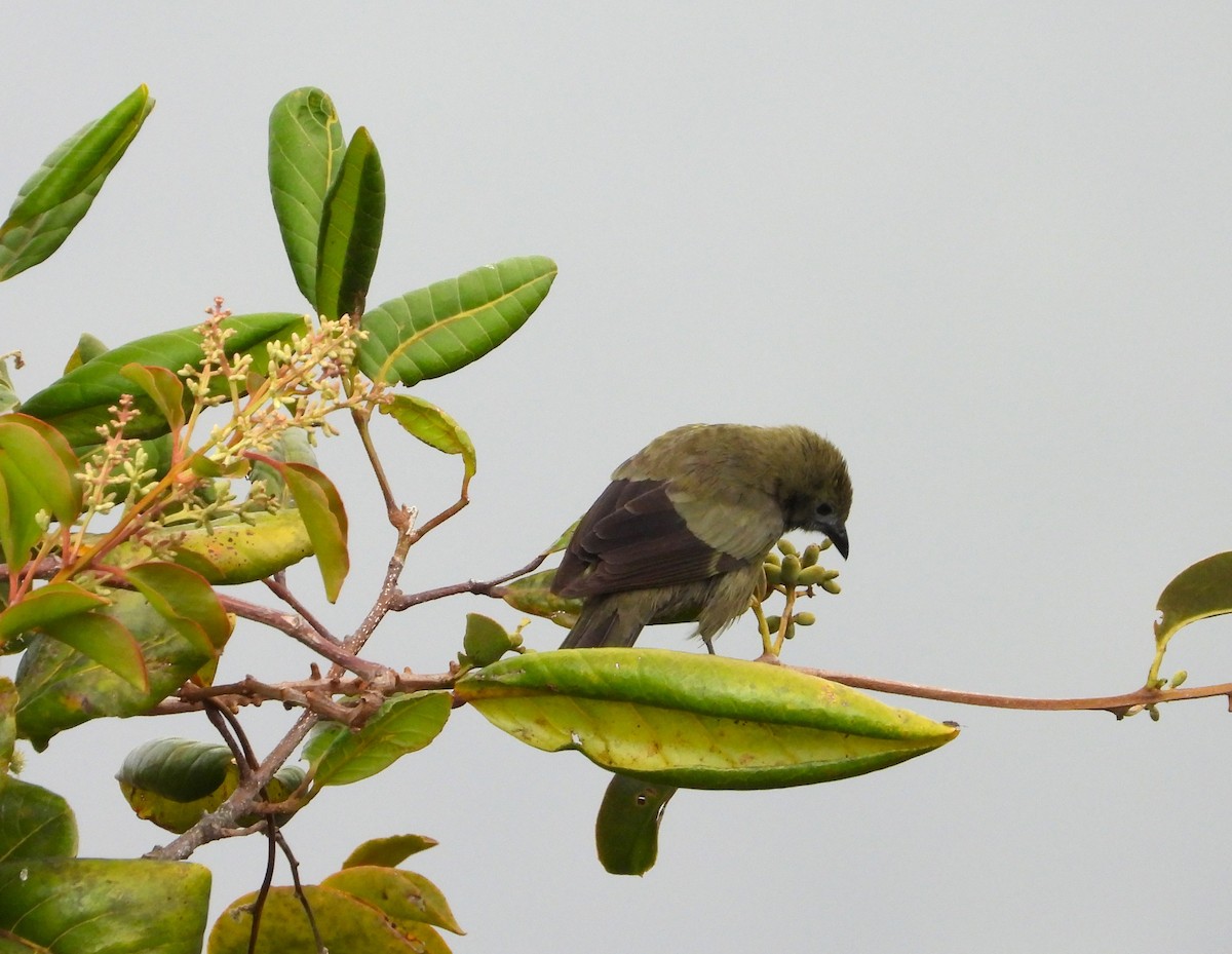 Palm Tanager - ML642109073