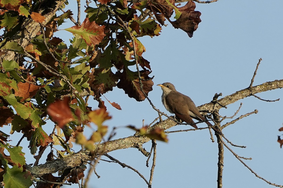 Yellow-billed Cuckoo - ML642109075
