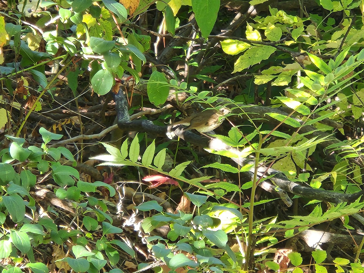 Hermit Thrush - ML642109083