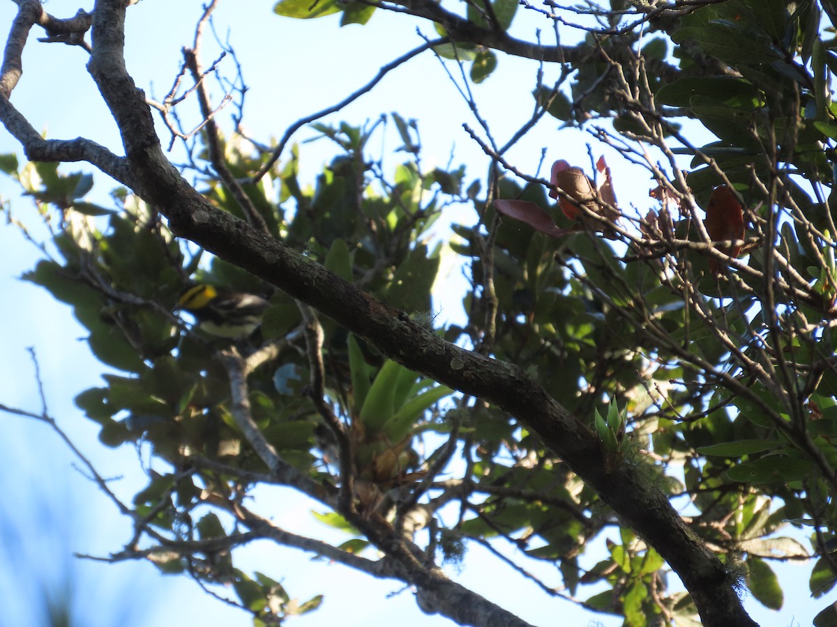 Golden-cheeked Warbler - ML642109085