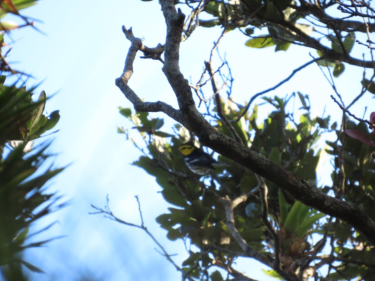 Golden-cheeked Warbler - ML642109086