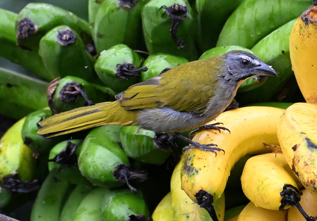 Buff-throated Saltator - ML642109092