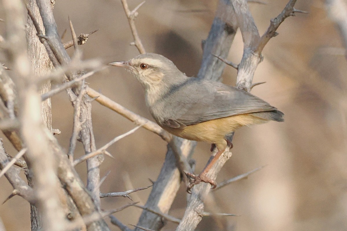 Long-billed Crombec - ML642109096
