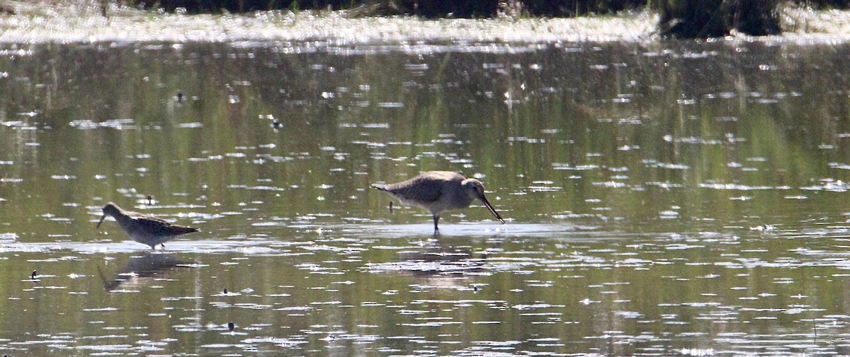 Hudsonian Godwit - ML642109097