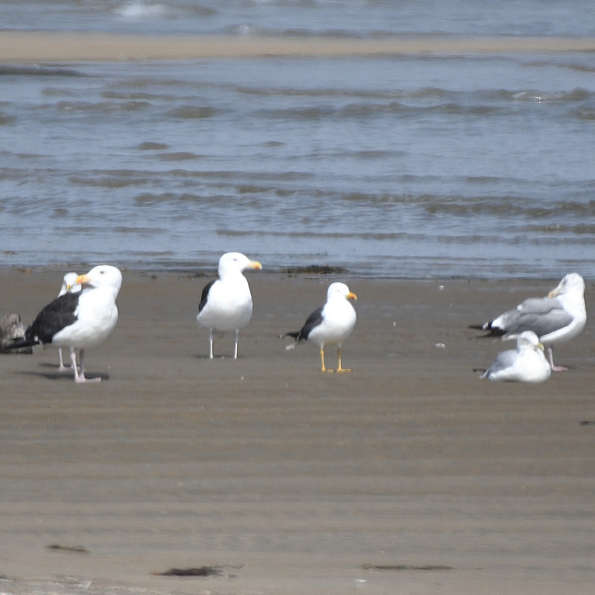 Lesser Black-backed Gull - ML642109099