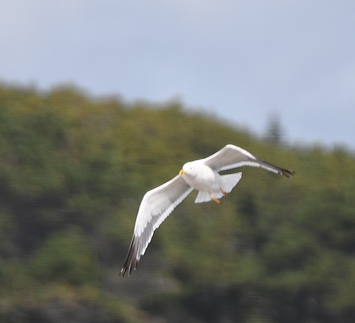 Lesser Black-backed Gull - ML642109100