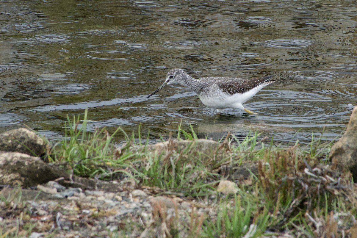 Greater Yellowlegs - ML642109101