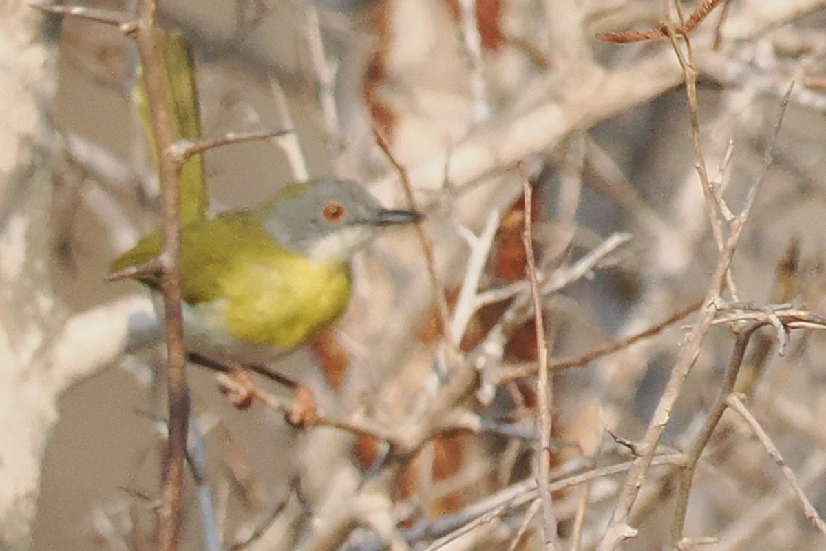 Yellow-breasted Apalis - ML642109103