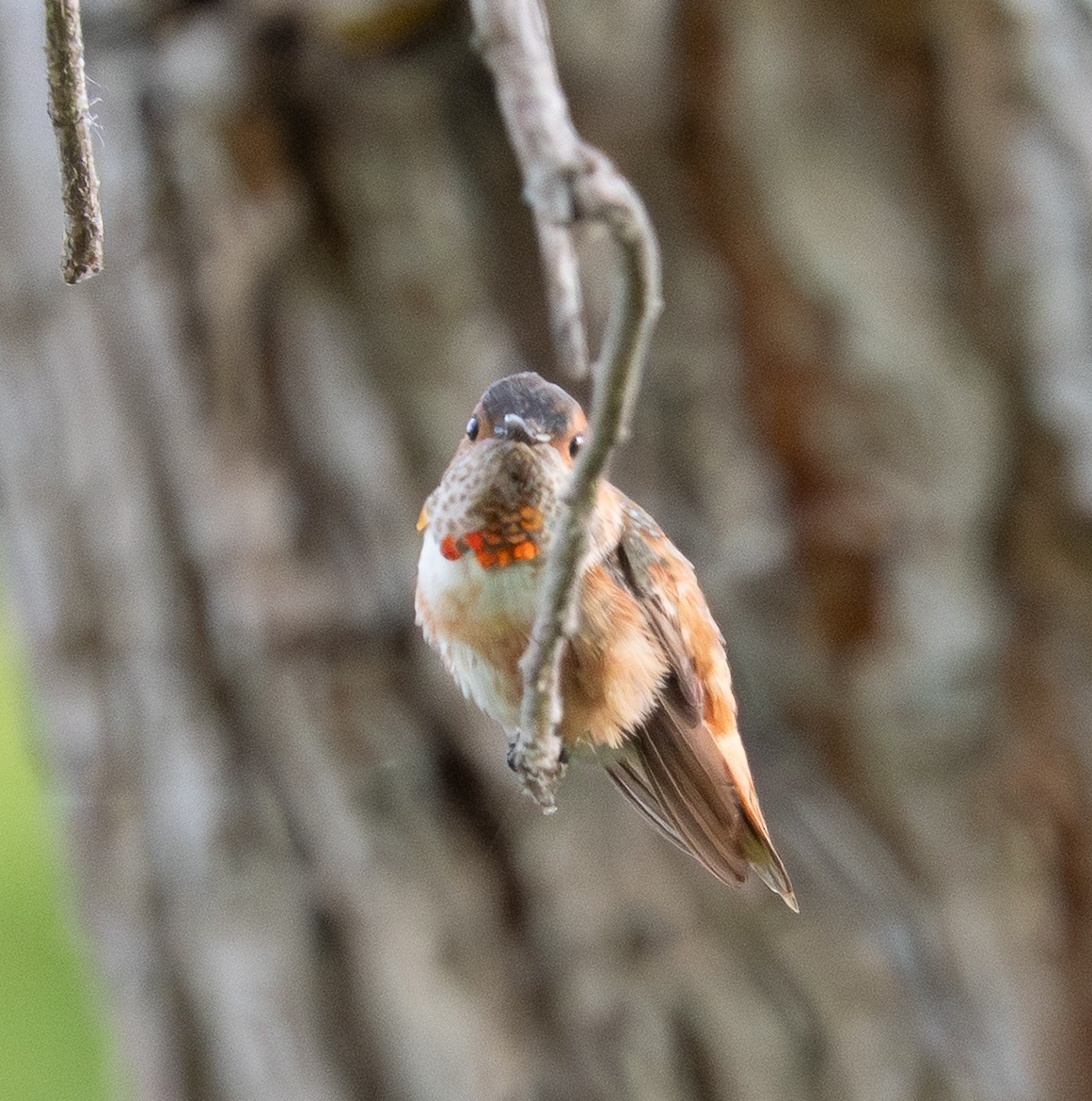 Allen's Hummingbird - ML642109105