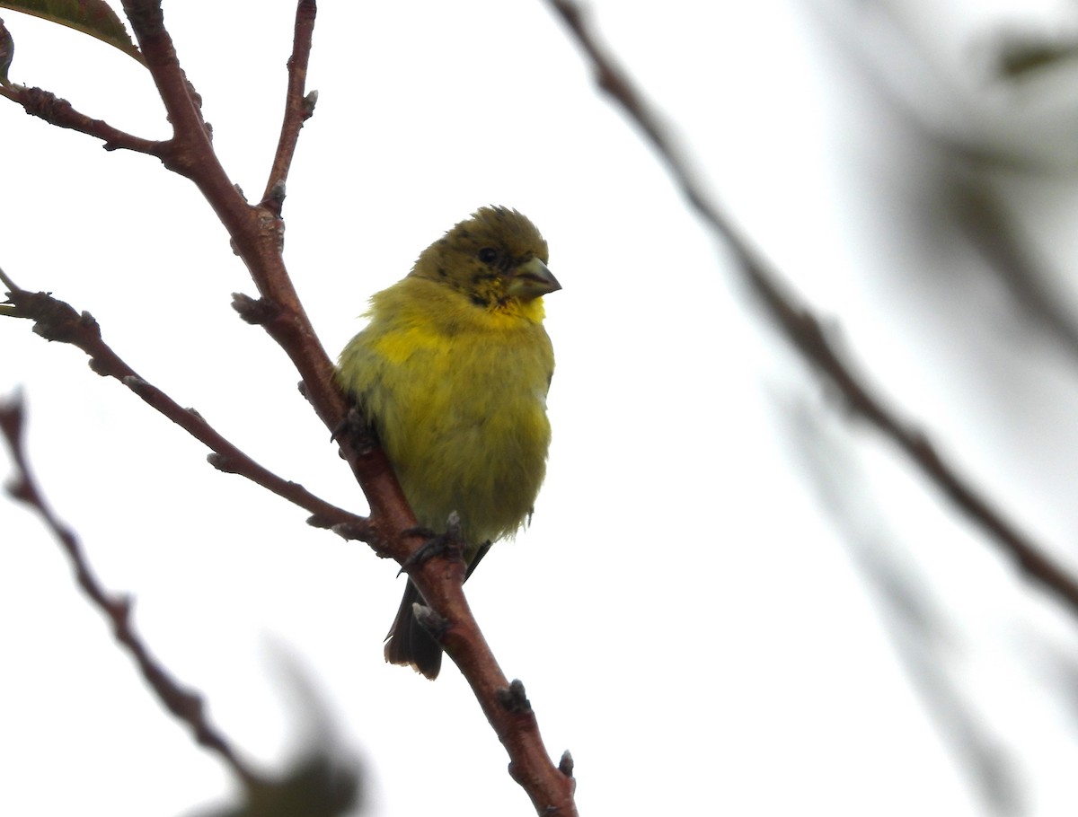 Lesser Goldfinch - ML642109106