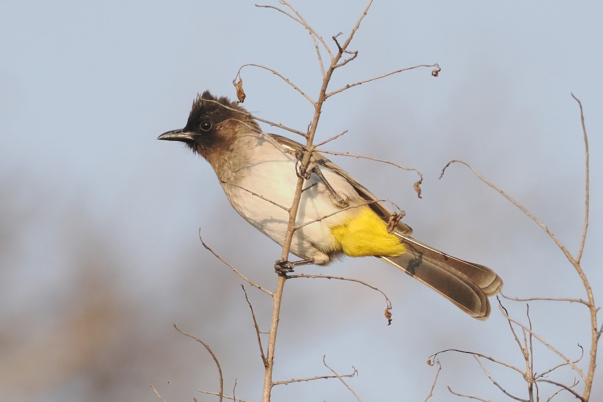 Common Bulbul - ML642109107