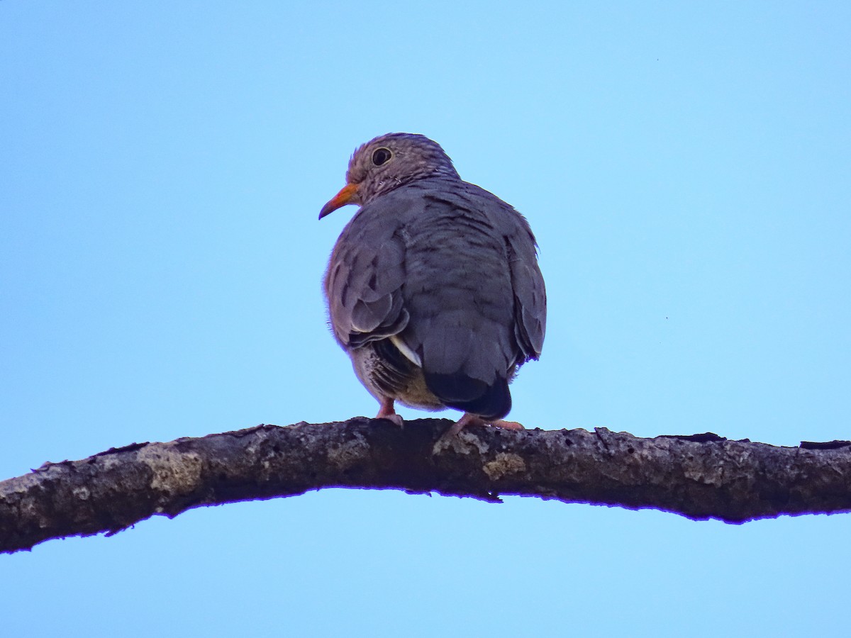 Common Ground Dove - ML642109109