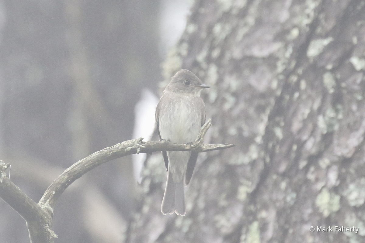 Eastern Wood-Pewee - ML642109111