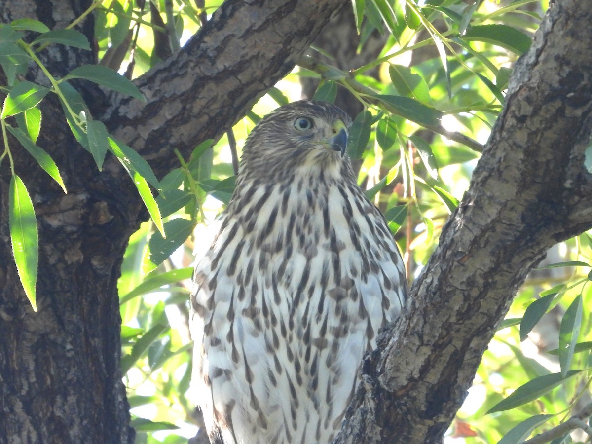 Cooper's Hawk - ML642109112